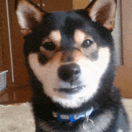 動物,犬,猫,しつけ,飼い方,育て方,病気,健康