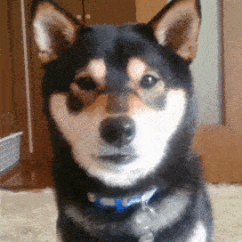 動物,犬,猫,しつけ,飼い方,育て方,病気,健康