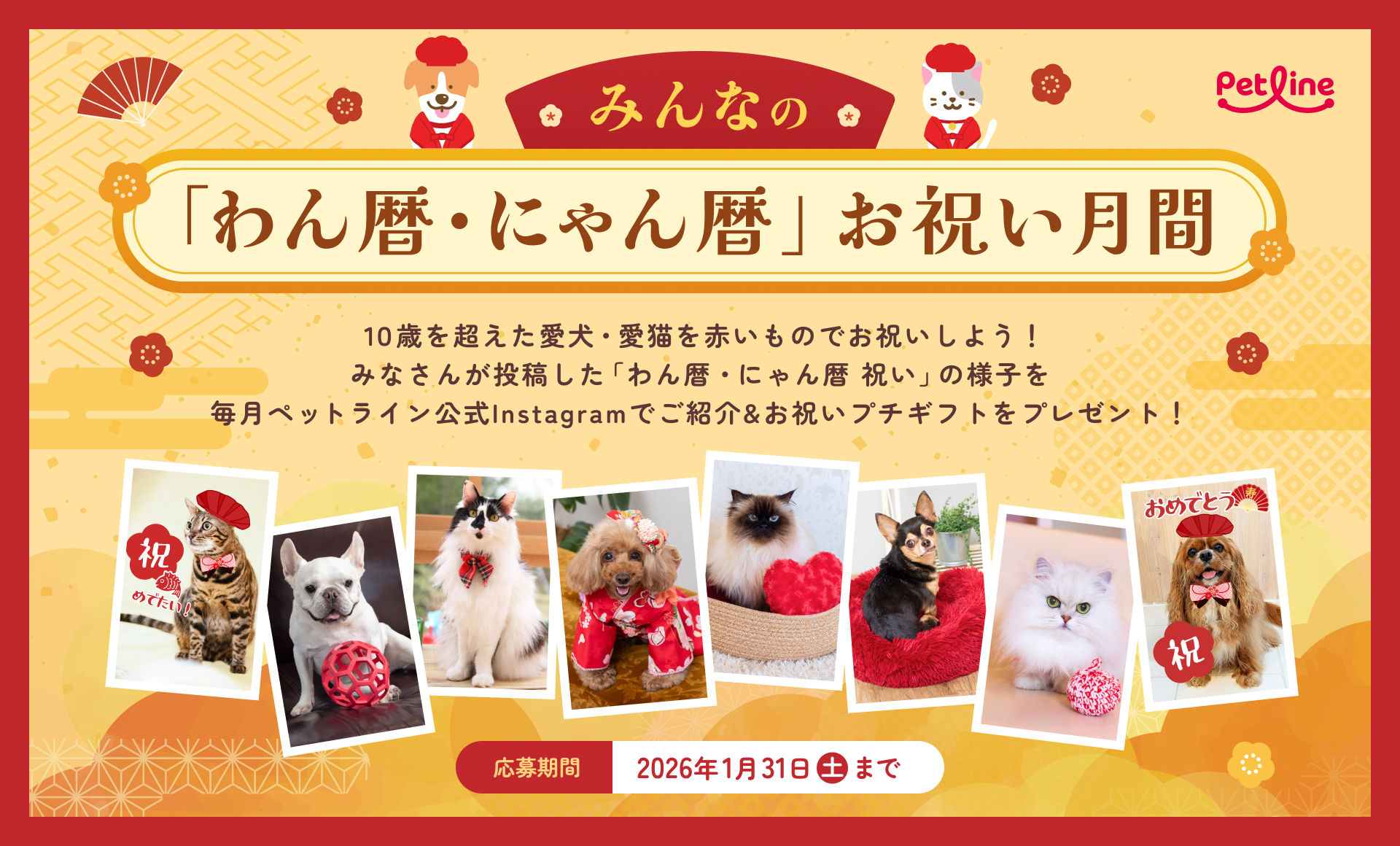 柴犬の価格っていくらくらい？ 柴犬の相場について | PECO（ペコ）