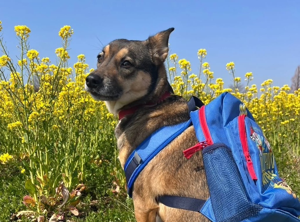 「うちの子紹介」わんちゃん編Vol.7 ぼくのリュックには大きな夢が詰まってる！保護犬まるくんの挑戦