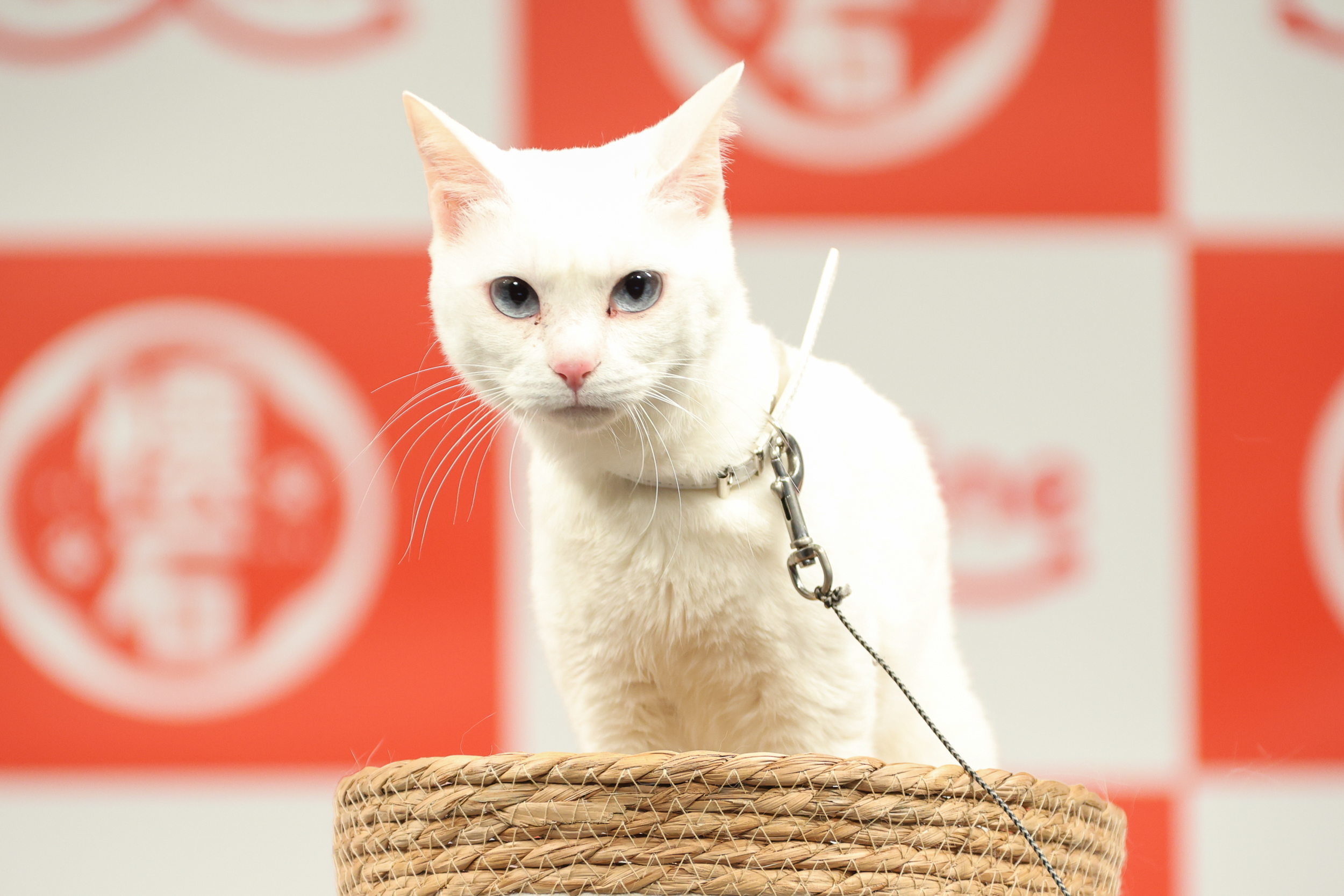 動物,犬,猫,しつけ,飼い方,育て方,病気,健康