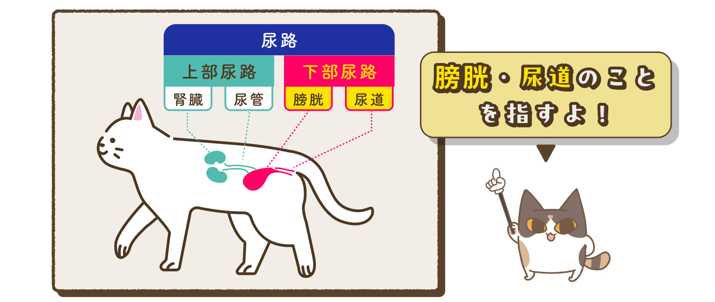 動物,犬,猫,しつけ,飼い方,育て方,病気,健康