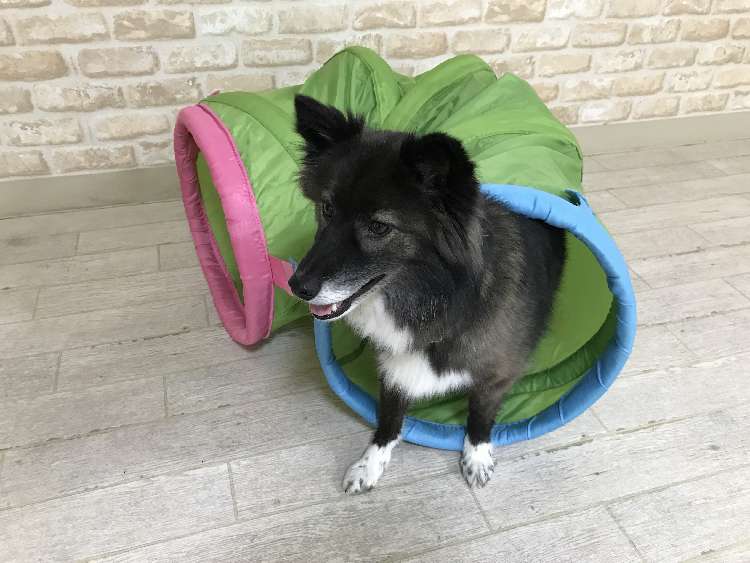 動物,犬,猫,しつけ,飼い方,育て方,病気,健康