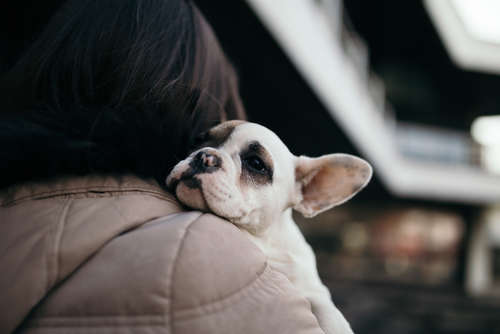 動物,犬,猫,しつけ,飼い方,育て方,病気,健康