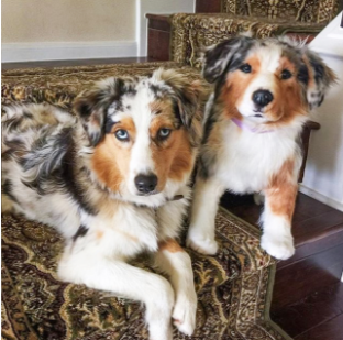動物,犬,猫,しつけ,飼い方,育て方,病気,健康