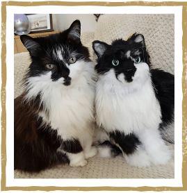 動物,犬,猫,しつけ,飼い方,育て方,病気,健康