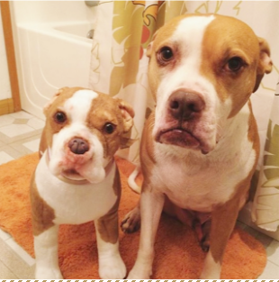 動物,犬,猫,しつけ,飼い方,育て方,病気,健康