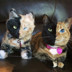動物,犬,猫,しつけ,飼い方,育て方,病気,健康