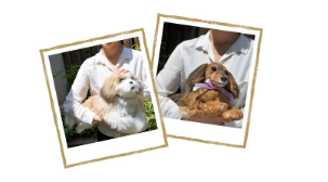 動物,犬,猫,しつけ,飼い方,育て方,病気,健康