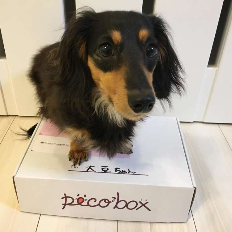 動物,犬,猫,しつけ,飼い方,育て方,病気,健康