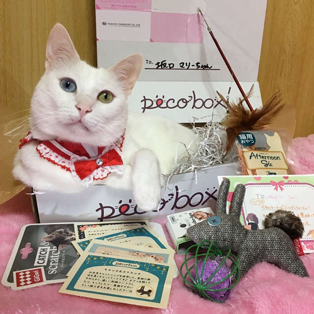 動物,犬,猫,しつけ,飼い方,育て方,病気,健康