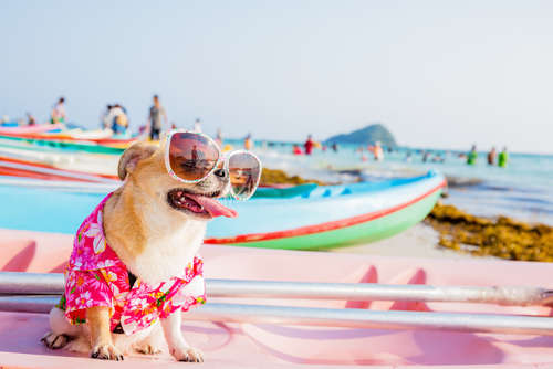 動物,犬,猫,しつけ,飼い方,育て方,病気,健康