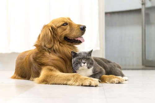 動物,犬,猫,しつけ,飼い方,育て方,病気,健康