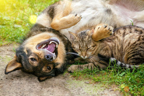 動物,犬,猫,しつけ,飼い方,育て方,病気,健康