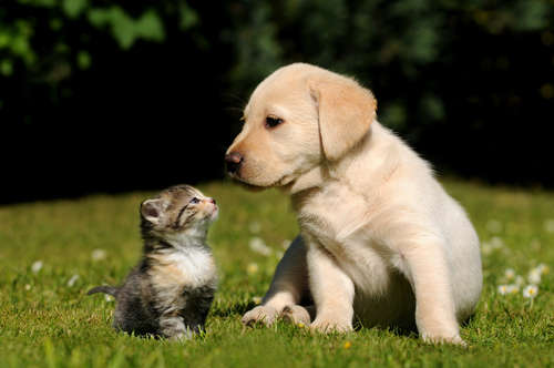 動物,犬,猫,しつけ,飼い方,育て方,病気,健康