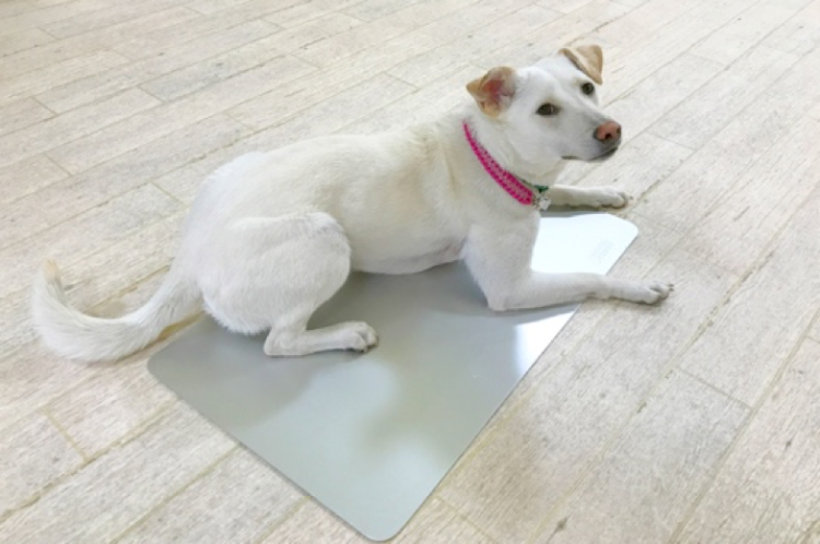 動物,犬,猫,しつけ,飼い方,育て方,病気,健康
