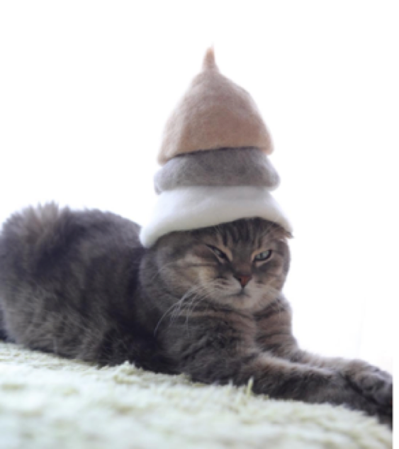 動物,犬,猫,しつけ,飼い方,育て方,病気,健康