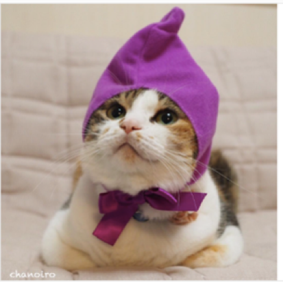 動物,犬,猫,しつけ,飼い方,育て方,病気,健康