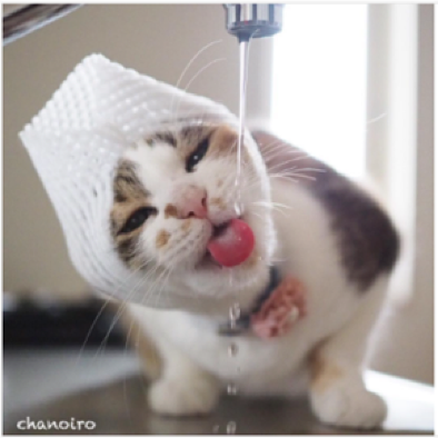 動物,犬,猫,しつけ,飼い方,育て方,病気,健康