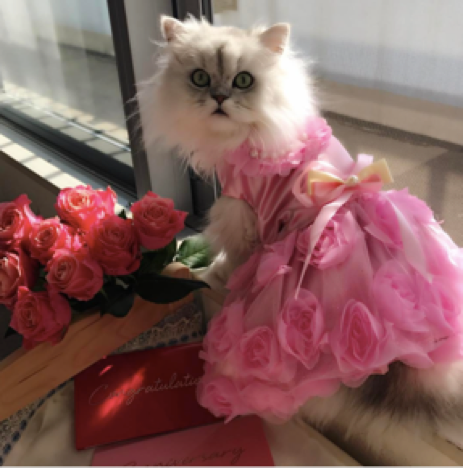 動物,犬,猫,しつけ,飼い方,育て方,病気,健康