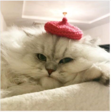 動物,犬,猫,しつけ,飼い方,育て方,病気,健康