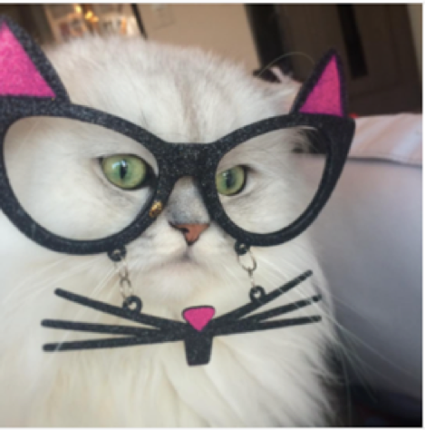 動物,犬,猫,しつけ,飼い方,育て方,病気,健康