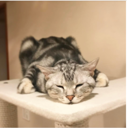 動物,犬,猫,しつけ,飼い方,育て方,病気,健康