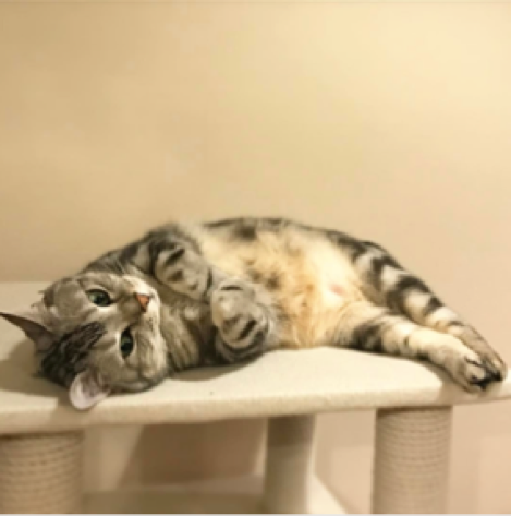 動物,犬,猫,しつけ,飼い方,育て方,病気,健康