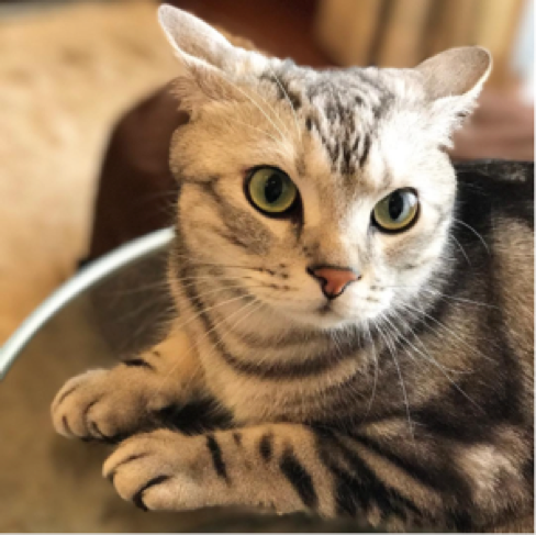 動物,犬,猫,しつけ,飼い方,育て方,病気,健康
