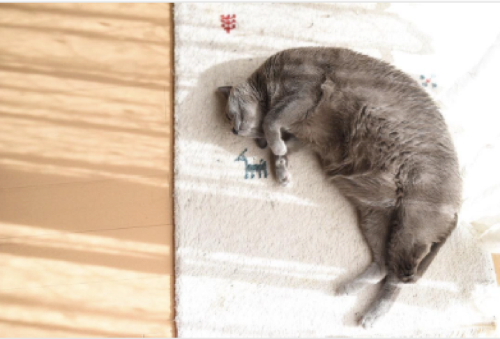 動物,犬,猫,しつけ,飼い方,育て方,病気,健康