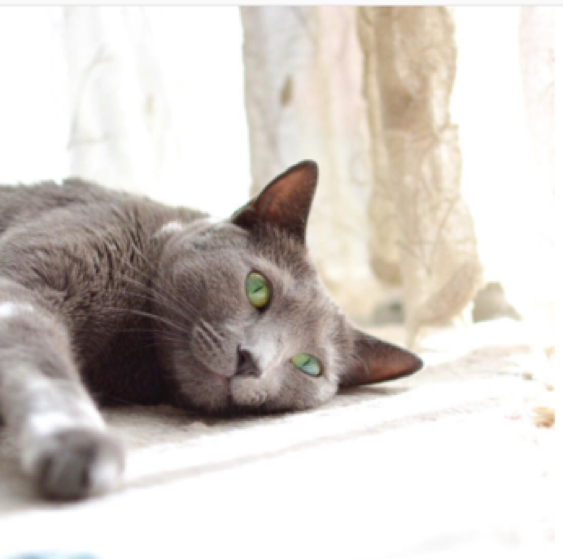 動物,犬,猫,しつけ,飼い方,育て方,病気,健康
