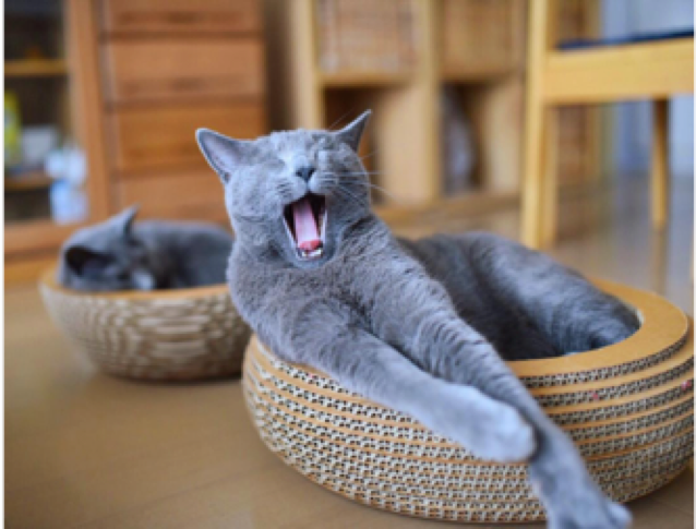 動物,犬,猫,しつけ,飼い方,育て方,病気,健康