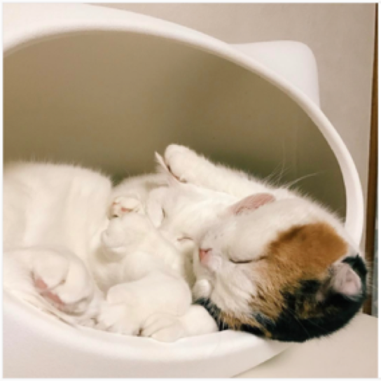 動物,犬,猫,しつけ,飼い方,育て方,病気,健康