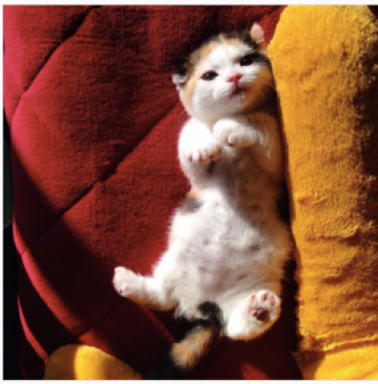 動物,犬,猫,しつけ,飼い方,育て方,病気,健康