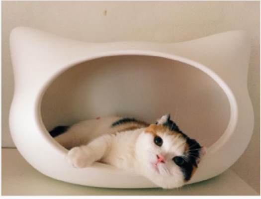 動物,犬,猫,しつけ,飼い方,育て方,病気,健康