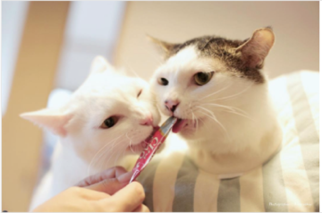 動物,犬,猫,しつけ,飼い方,育て方,病気,健康