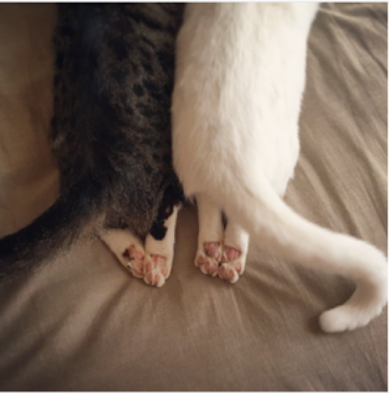 動物,犬,猫,しつけ,飼い方,育て方,病気,健康