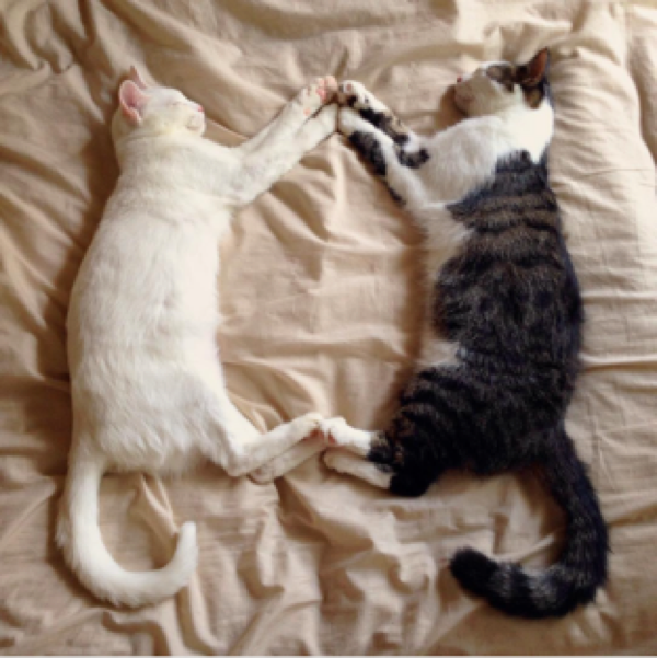 動物,犬,猫,しつけ,飼い方,育て方,病気,健康