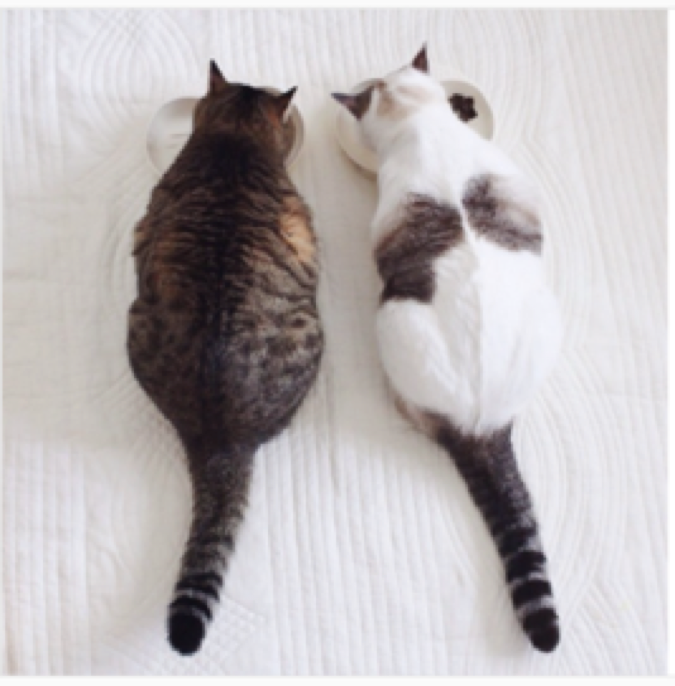 動物,犬,猫,しつけ,飼い方,育て方,病気,健康