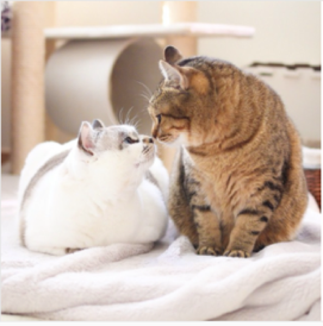 動物,犬,猫,しつけ,飼い方,育て方,病気,健康