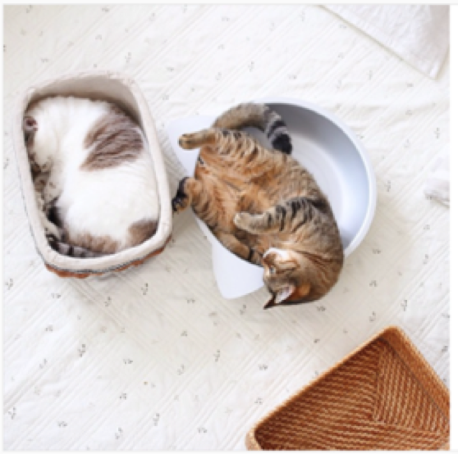 動物,犬,猫,しつけ,飼い方,育て方,病気,健康