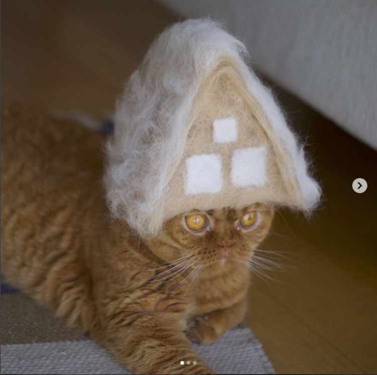 動物,犬,猫,しつけ,飼い方,育て方,病気,健康