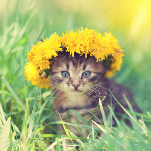 動物,犬,猫,しつけ,飼い方,育て方,病気,健康
