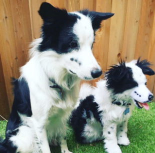 動物,犬,猫,しつけ,飼い方,育て方,病気,健康