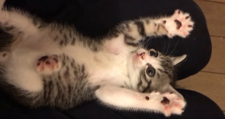 動物,犬,猫,しつけ,飼い方,育て方,病気,健康