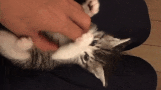 動物,犬,猫,しつけ,飼い方,育て方,病気,健康