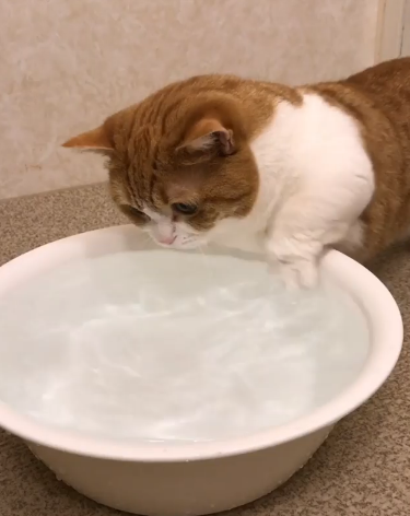 動物,犬,猫,しつけ,飼い方,育て方,病気,健康