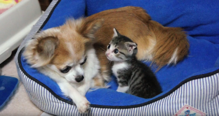 動物,犬,猫,しつけ,飼い方,育て方,病気,健康