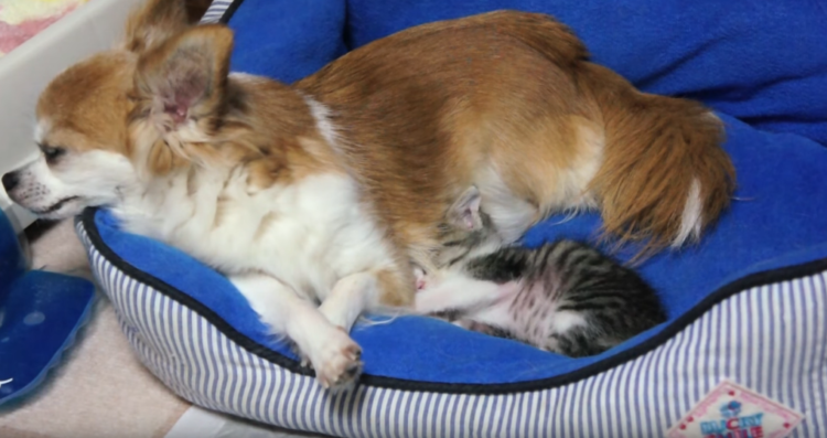 動物,犬,猫,しつけ,飼い方,育て方,病気,健康