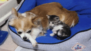 動物,犬,猫,しつけ,飼い方,育て方,病気,健康